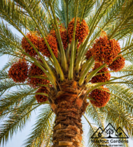 ⁦الفرض⁩ - الصورة ⁦4⁩