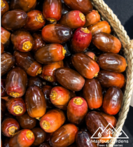 ⁦الفرض⁩ - الصورة ⁦6⁩