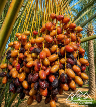 ⁦الفرض⁩ - الصورة ⁦7⁩