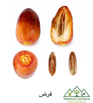 ⁦الفرض⁩ - الصورة ⁦10⁩