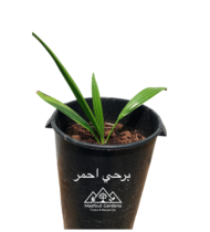 ⁦برحي أحمر⁩ - الصورة ⁦2⁩