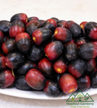 ⁦برحي أحمر⁩ - الصورة ⁦3⁩