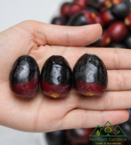 ⁦برحي أحمر⁩ - الصورة ⁦4⁩