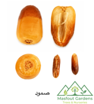 ⁦صمود⁩ - الصورة ⁦3⁩