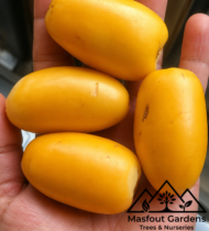 ⁦صمود⁩ - الصورة ⁦4⁩