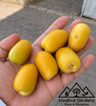 ⁦صمود⁩ - الصورة ⁦5⁩