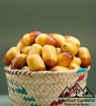 ⁦صمود⁩ - الصورة ⁦6⁩