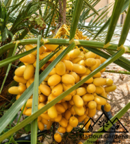 ⁦صمود⁩ - الصورة ⁦7⁩