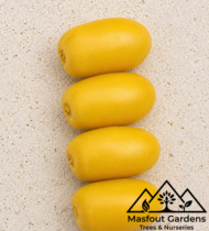 ⁦صمود⁩ - الصورة ⁦8⁩