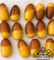 ⁦صمود⁩ - الصورة ⁦9⁩