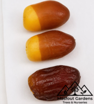 ⁦صمود⁩ - الصورة ⁦10⁩