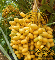 ⁦صمود⁩ - الصورة ⁦11⁩