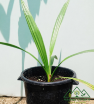 ⁦سكر ديالى⁩ - الصورة ⁦4⁩