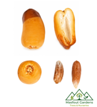 ⁦برني العيص⁩ - الصورة ⁦3⁩