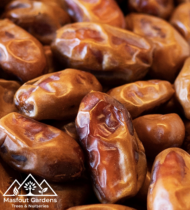 ⁦برني العيص⁩ - الصورة ⁦4⁩