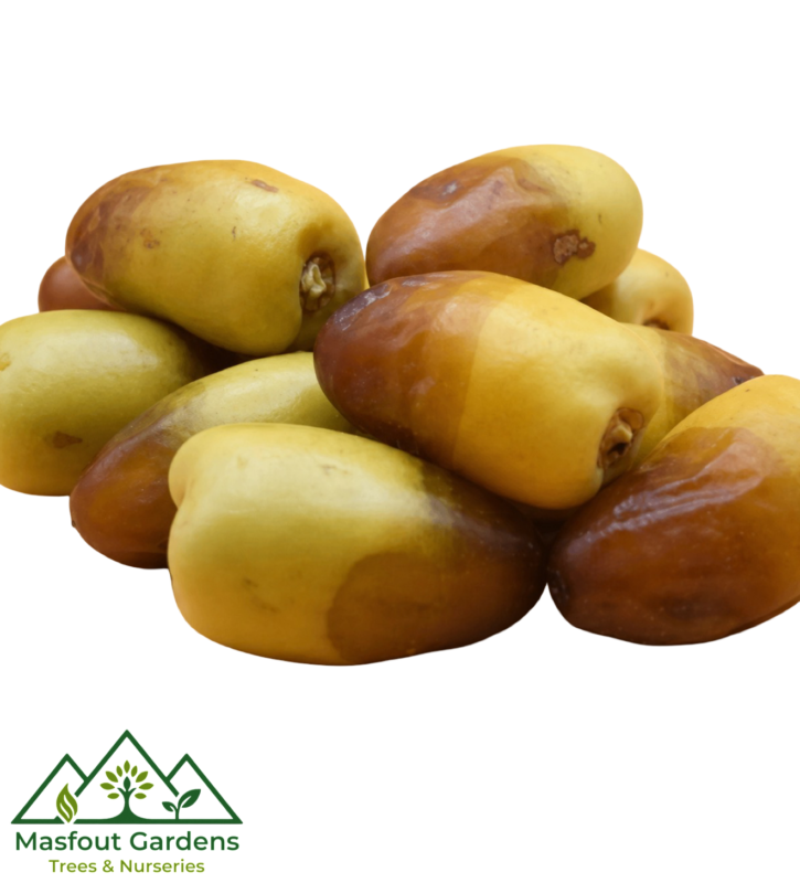 برني العيص