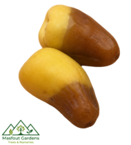 ⁦برني العيص⁩ - الصورة ⁦5⁩