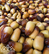 ⁦برني العيص⁩ - الصورة ⁦8⁩