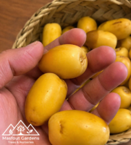 ⁦سكر ديالى⁩ - الصورة ⁦2⁩