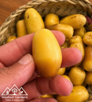 ⁦سكر ديالى⁩ - الصورة ⁦3⁩