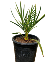 ⁦المجدول⁩ - الصورة ⁦2⁩