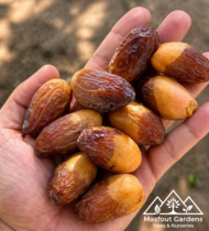 ⁦المجدول⁩ - الصورة ⁦3⁩