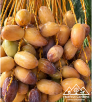 ⁦المجدول⁩ - الصورة ⁦4⁩