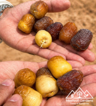 ⁦نبتة الشيخ محمد بن زايد⁩ - الصورة ⁦2⁩