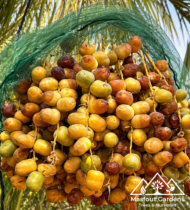 ⁦نبتة الشيخ محمد بن زايد⁩ - الصورة ⁦3⁩