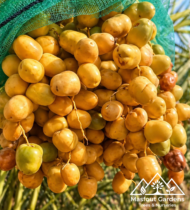 ⁦نبتة الشيخ محمد بن زايد⁩ - الصورة ⁦4⁩