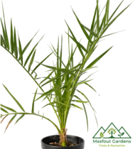 ⁦نبتة الشيخ محمد بن زايد⁩ - الصورة ⁦5⁩