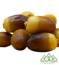 ⁦الدباس⁩ - الصورة ⁦3⁩