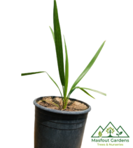 ⁦الدباس⁩ - الصورة ⁦5⁩