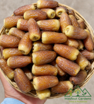 ⁦نغال سراري⁩ - الصورة ⁦8⁩