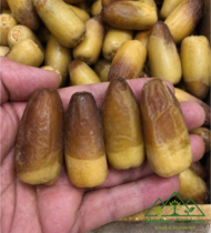 ⁦نغال سراري⁩ - الصورة ⁦9⁩