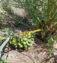⁦المجدول الامريكي⁩ - الصورة ⁦2⁩