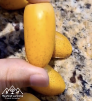 ⁦حساوي⁩ - الصورة ⁦2⁩
