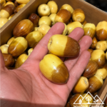 عياشة