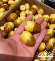عياشة