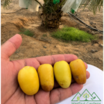 عياشة