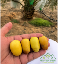 ⁦عياشة⁩ - الصورة ⁦5⁩