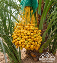 ⁦عياشة⁩ - الصورة ⁦3⁩