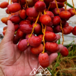 خصاب