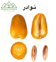 ⁦نوادر⁩ - الصورة ⁦9⁩