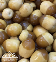 ⁦هلالي⁩ - الصورة ⁦8⁩