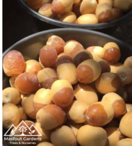 ⁦هلالي⁩ - الصورة ⁦10⁩