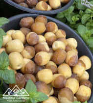 ⁦هلالي⁩ - الصورة ⁦11⁩