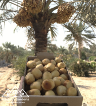 ⁦هلالي⁩ - الصورة ⁦3⁩