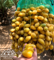 ⁦نبتة المزروعي⁩ - الصورة ⁦15⁩
