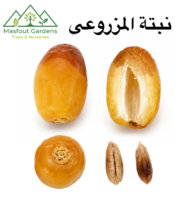 ⁦نبتة المزروعي⁩ - الصورة ⁦2⁩